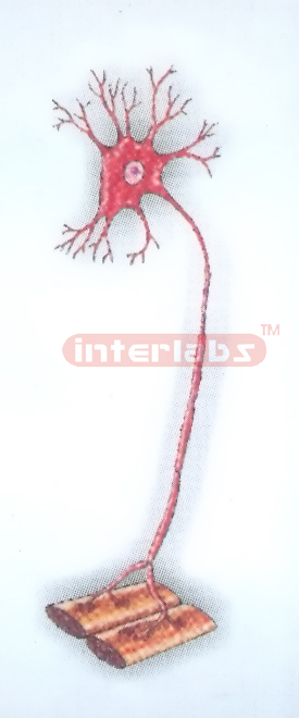 HANGING PSEUDOUN-IPOLAR NEURON MODEL